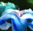 Lotuskerze Aquarell